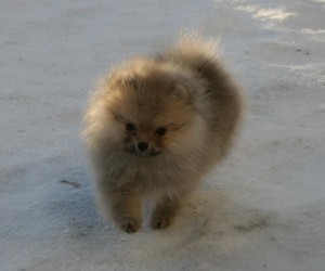 Lulu i snøen