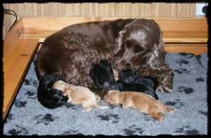 Mia med nyfødte valper k-kull-tile