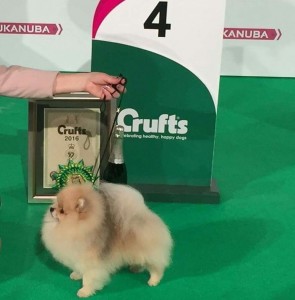 Crufts winner Bernt